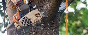 Best Tree Disease Treatment  in Jenks, OK