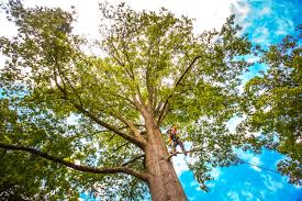 Best Fruit Tree Pruning  in Jenks, OK