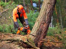 Best Stump Grinding and Removal  in Jenks, OK