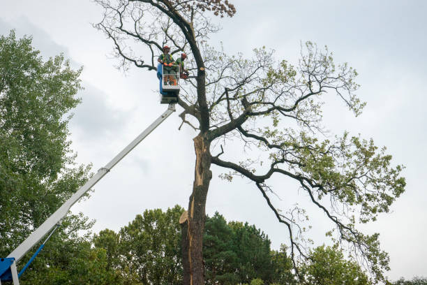 Best Tree Trimming and Pruning  in Jenks, OK