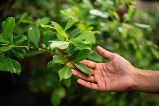 Tree and Shrub Care in Jenks, OK