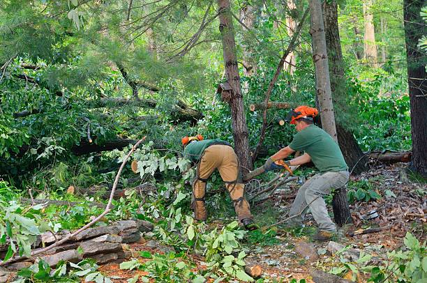 Best Hazardous Tree Removal  in Jenks, OK