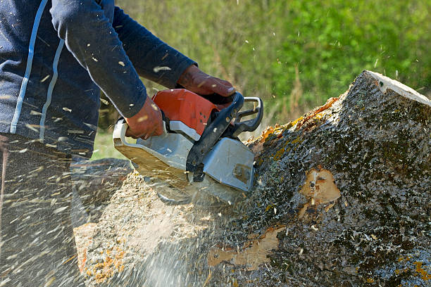 How Our Tree Care Process Works  in  Jenks, OK