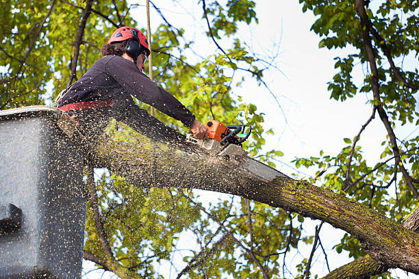 Best Tree Health Inspection  in Jenks, OK