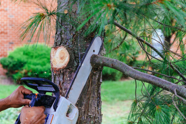 Best Tree Preservation Services  in Jenks, OK